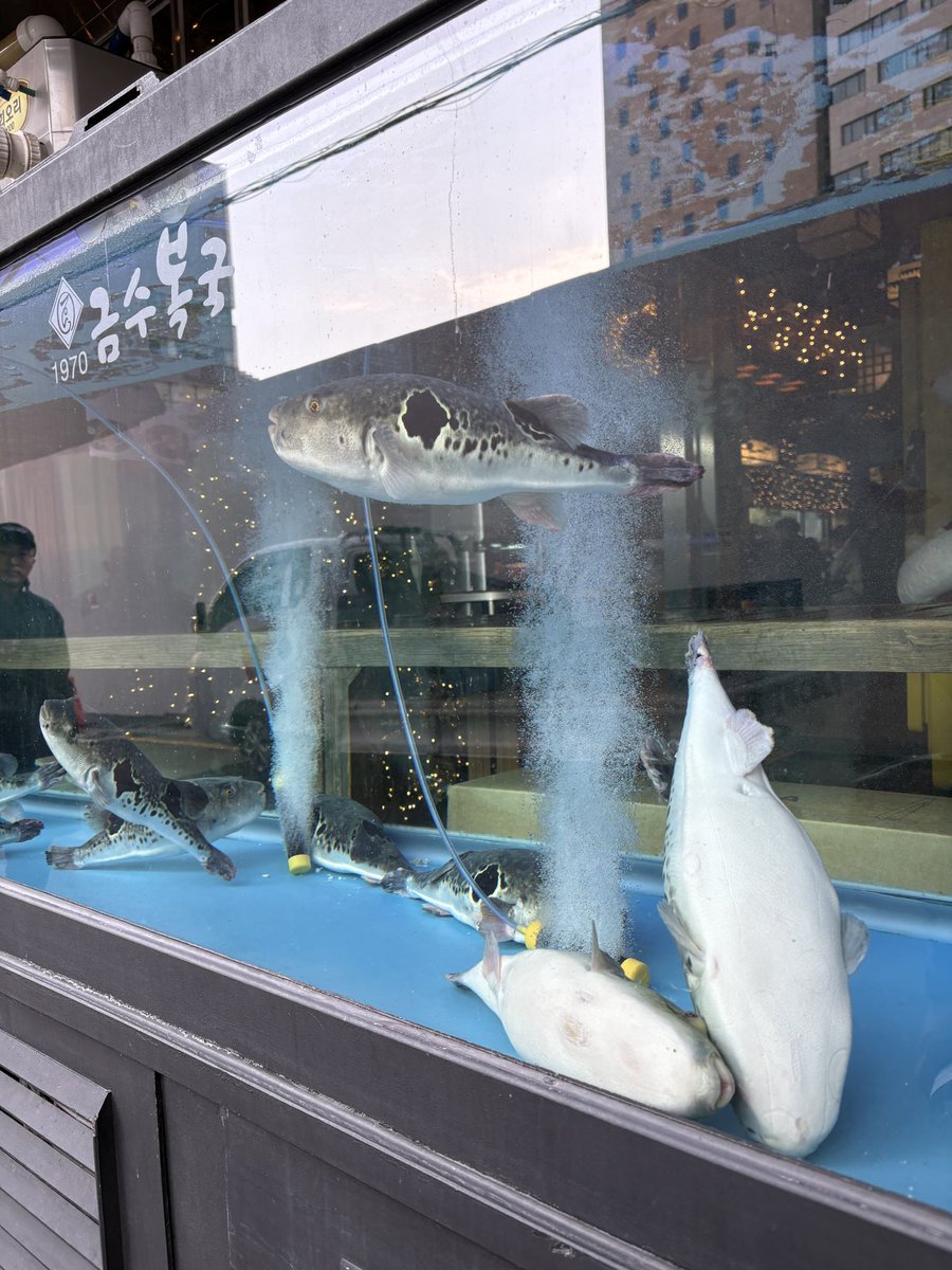 Park_San_Log's tweet photo. 韓国の究極の「出汁文化」を感じたいなら、「錦繡（クムス）フグ」の「ボクジリ（フグの白コショウ澄ましスープ）」がマジで最強です！

限界まで引き出されたフグの旨味と、ニンニク・セリの効いたスープが五臓六腑に染み渡ります。これ、韓国では「最高の宿酔（二日酔い）解消スープ」としても有名で、朝から行列ができるレベルの逸品ですよ。