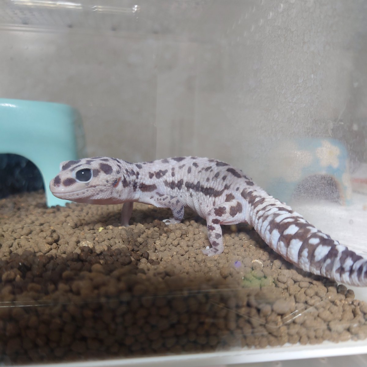 ニシアフリカトカゲモドキ