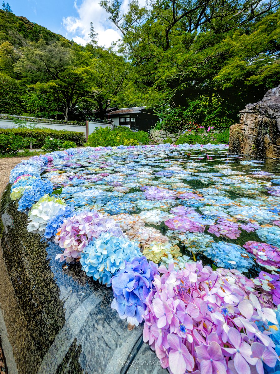 benzycocker's tweet photo. 大阪の寺院、紫陽花が池を染める。 https://t.co/dg0KiFc20d