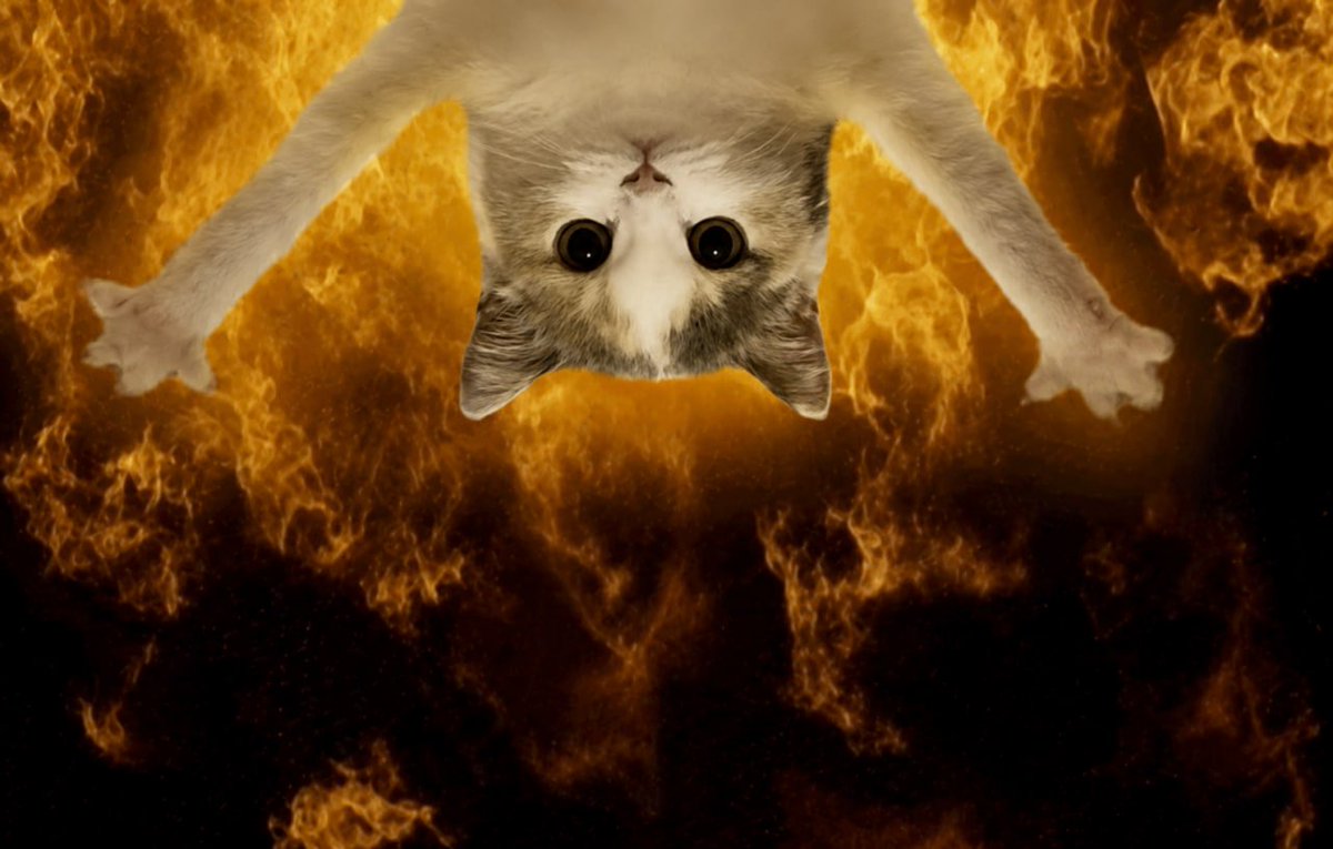 Fresh_ToD3ath's tweet photo. Today we hang strong...#DangleGang United!!!

Wen all else fails, and everything is too much for most #memes, one Cat prevails!

UpSide Down Cat will always be the most stable of the litter!!

$USDC #SolanaSummer #Memecoins #USDC

F3UfckxLPtCmFQZ8WDkDsYiwDHFzpdFrC1sfNkEofJH1 https://t.co/3rc7ub6s68