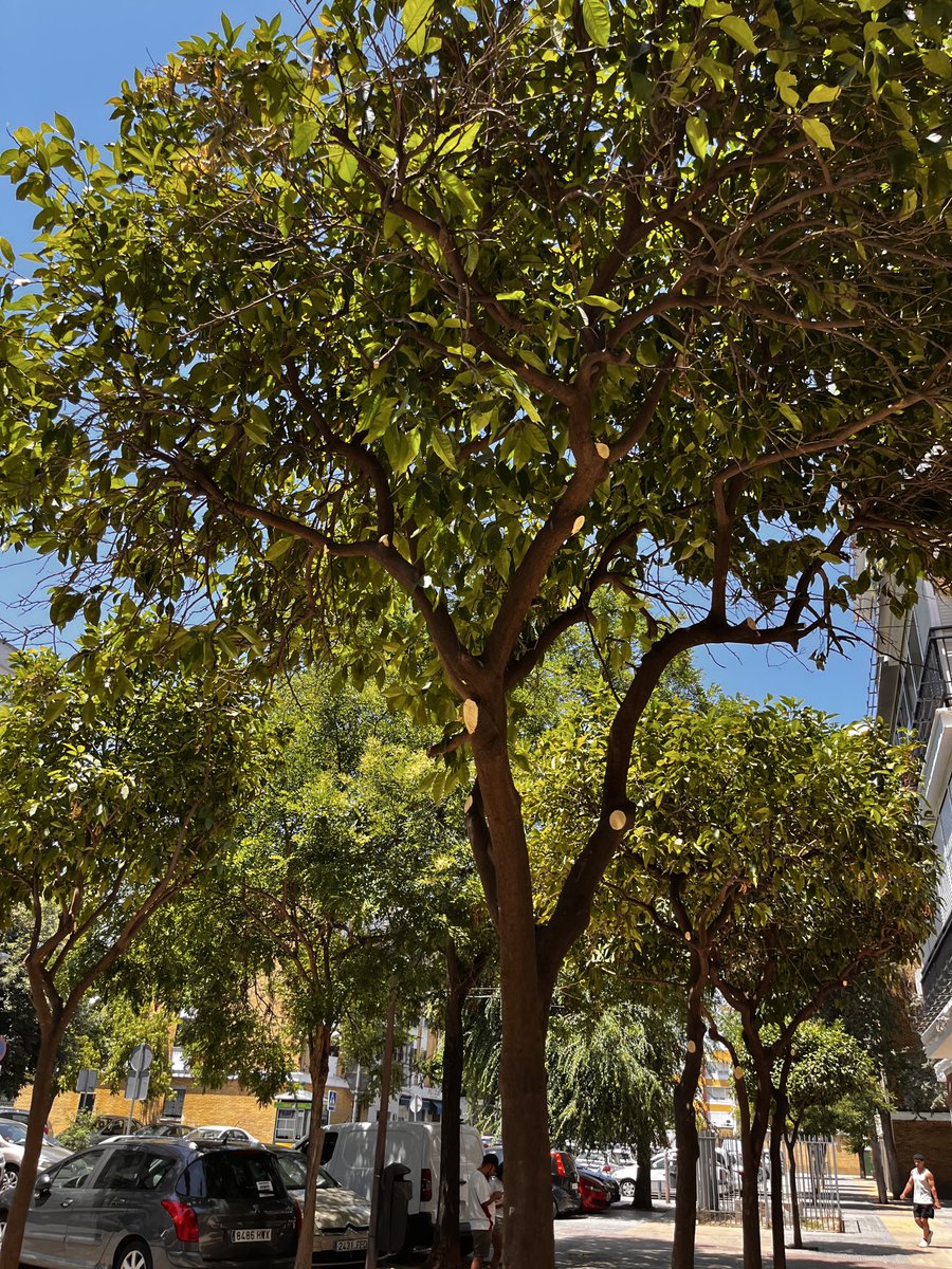 solpalesp's tweet photo. @Ayto_Sevilla después del estudio sobre la sombra de los naranjos y lo que refrescan, se podan/talan así los naranjos en la Hdad Trabajo. Creo que procedería  también un curso de buenas prácticas de poda a los técnicos. @Dto_Norte 
@jdelarosa100 @eveliarincon  @jlsanzalcalde https://t.co/kLEOtRu5QX