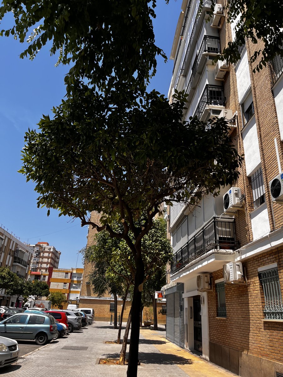 solpalesp's tweet photo. Que algún entendido comente,por favor,
 si esta es la mejor forma de podar. A mi me parece que se han eliminado ramas importantes y necesarias del árbol. @PPAytoSevilla
@JuanToAragon
@pedroajaime @PSOEAytoSevilla 
@antoniomunozsev 
@SusanaHornillo 
@VOX_SevCapital 
@ismaelsc_ https://t.co/y3Hbne8Jh3