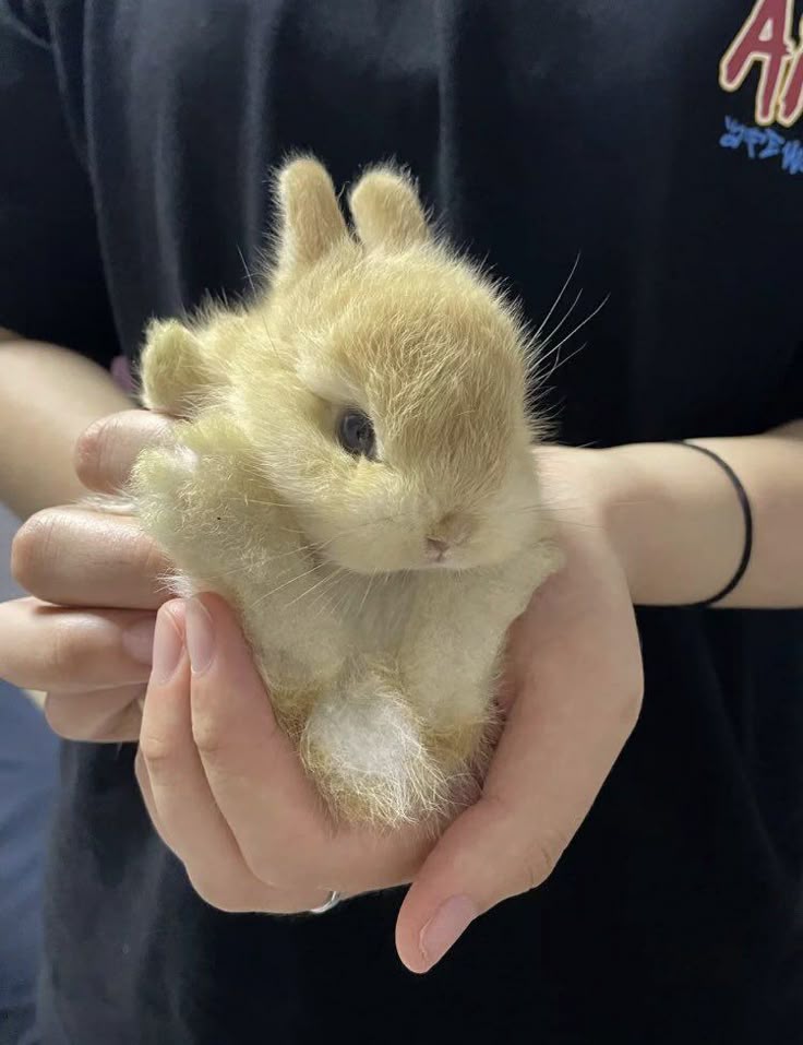 animalpopular9's tweet photo. Little buddy are so beautiful😍 https://t.co/KDjyJebp1L