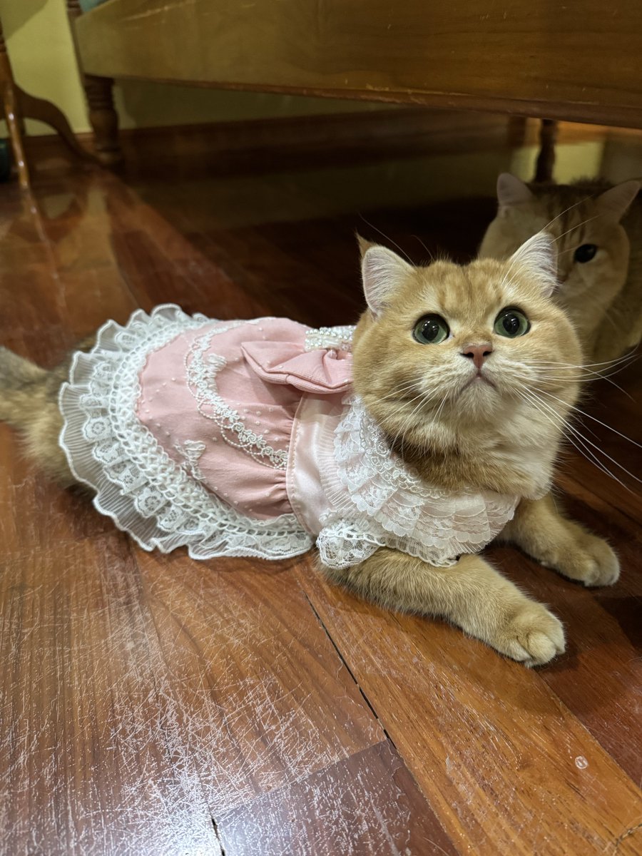 หมาๆ🐶แมวๆ🐱 tweet media