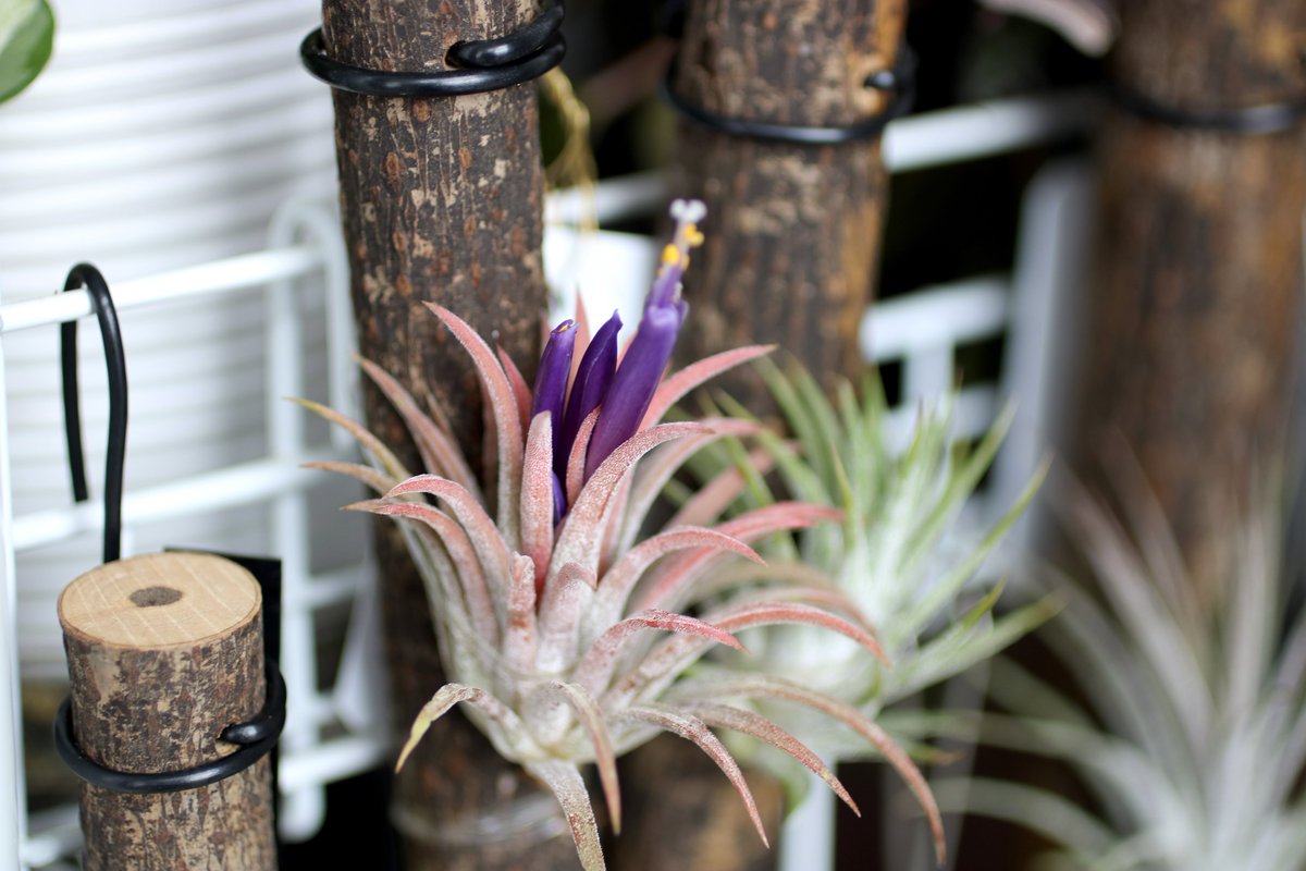mac_iha's tweet photo. Tillandsia ionantha 'Ron'
BCR12909 Paul Isley

天一で買ったロン
風が強くなってきたので外のチランジアを取り込んだら咲いてた

#Tillandsia https://t.co/UAWgmPXqG1