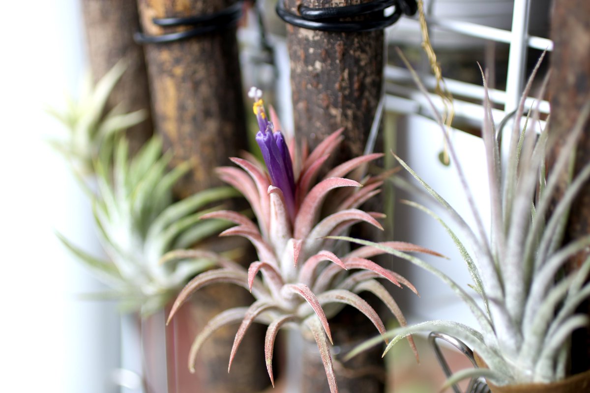 mac_iha's tweet photo. Tillandsia ionantha 'Ron'
BCR12909 Paul Isley

天一で買ったロン
風が強くなってきたので外のチランジアを取り込んだら咲いてた

#Tillandsia https://t.co/UAWgmPXqG1