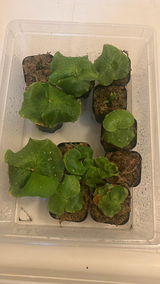 surfplants's tweet photo. 胞子培養した株なんとか
大きくなってきました

コロナとリドレイと
おそらくウィリンキー https://t.co/5XOFjujnK9