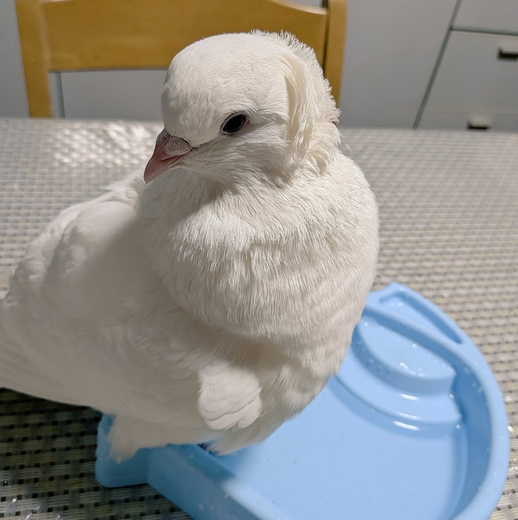 Chisari_cr's tweet photo. むくむくしていてたいへんかわいい https://t.co/dznO95AtxB