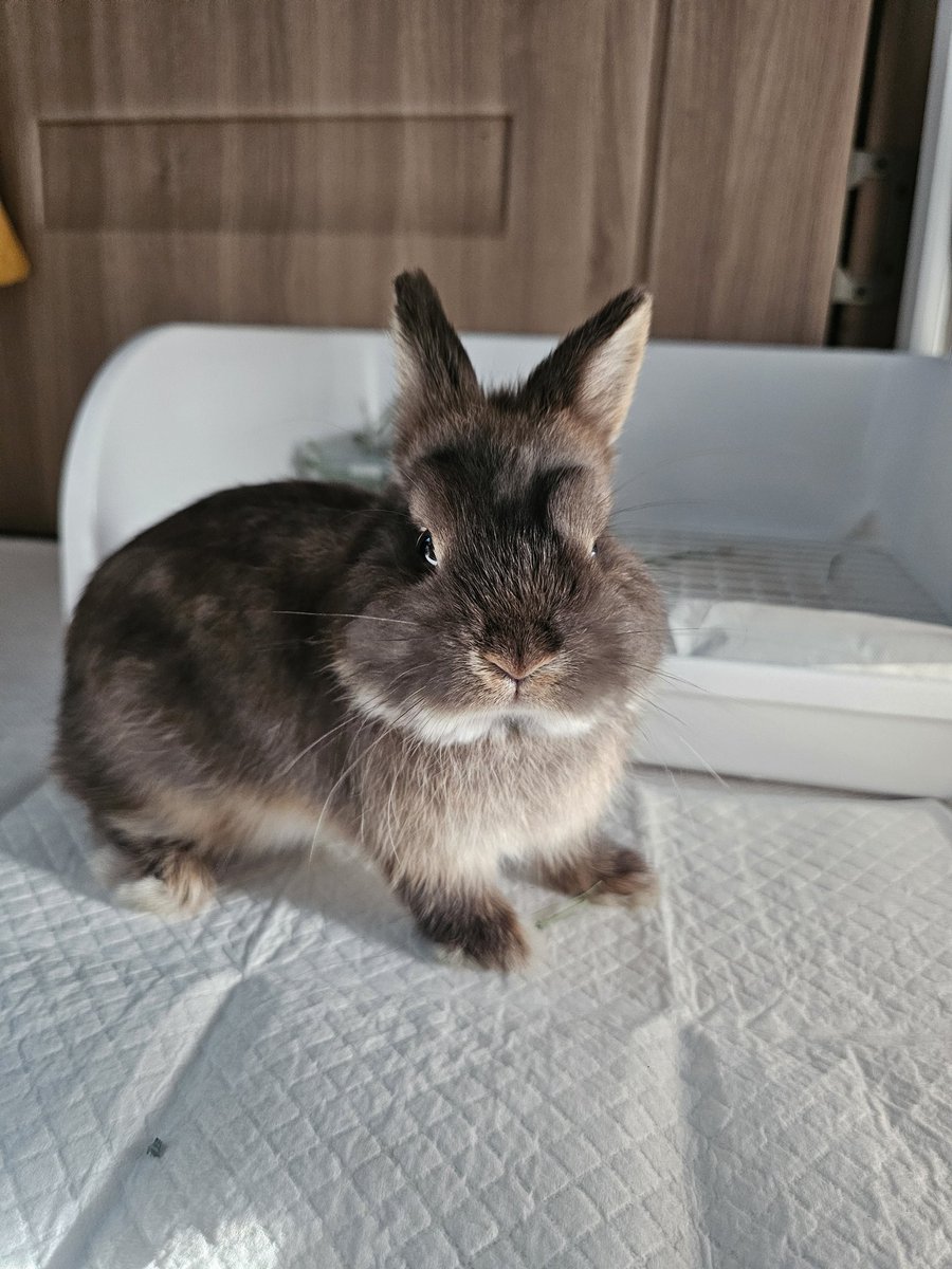 LJU90's tweet photo. 빈츠 주댕이가 너무 귀여움..진짜 많이 크고 있다..벌써 600g을 넘었어.🥹 https://t.co/8eBTsYOkxN