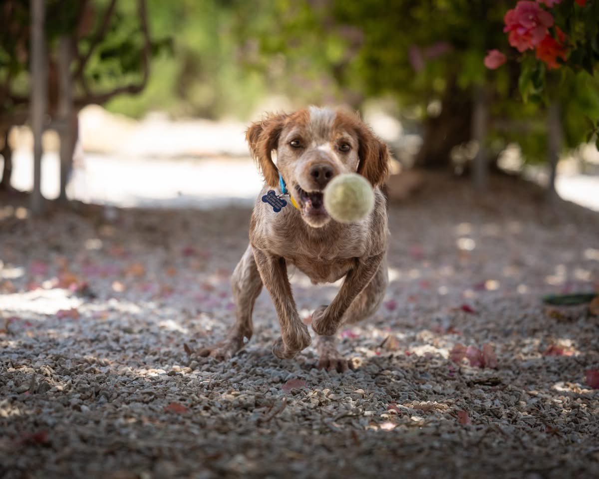 GalgosdelSol's tweet photo. Lovely pictures of Tom in action taken by Ruff Life Photography 😍
Tom is another hunting dog left with untreated leishmania. 
He was already in bad shape when he arrived. His skin was bad and his kidneys were strained. 
He’s been treated now and is doing much better ❤️
Tom loves playing with a ball and bringing it back. There is no stopping him. 
He’s a strong hunting instinct, always looking for birds and things to chase so this should be kept in mind. 
He’s very friendly, sweet and good with other dogs! 
Who will give Tom a home? Isn’t he handsome? 😍
Plz share 🙏🏻❤️