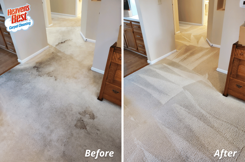HeavBestBoone's tweet photo. Heaven's Best specializes in cleaning services that are eco-friendly, which means they're safe for both humans and animals of all ages. Request a free estimate today! ☎️: (765) 482-2731

https://t.co/jaFZNijxYp
#carpetcleaning #upholsterycleaning https://t.co/nYfAJ8NEYK
