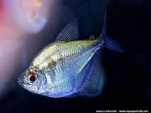 LERURAL2's tweet photo. Le manque de croissance chez les poissons devient une préoccupation majeure dans les exploitations piscicoles. 
Plus de détails via ce lien https://t.co/nwmVCYxmYy https://t.co/jwjjSQlQDU