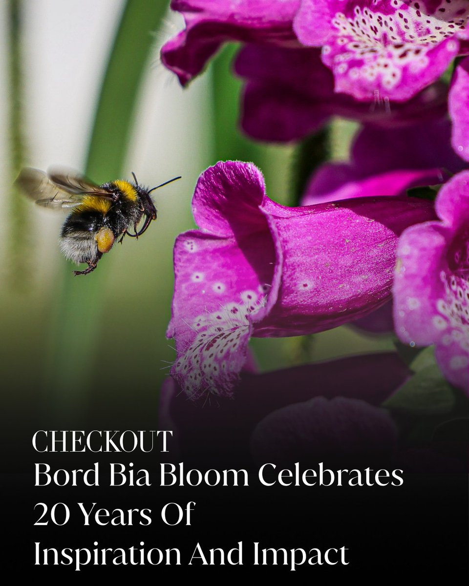 CheckoutIreland's tweet photo. 🌸 Bord Bia Bloom has concluded for the year, celebrating 20 years of award-winning gardens, inspired visitors, and important conversations about sustainability, wellbeing and the future of urban living.

🔗 https://t.co/b9f0S5JWef https://t.co/yoN1zlAaD9