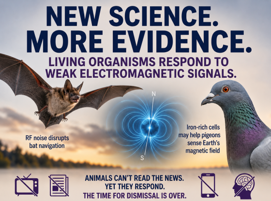 Anti5GWarrior's tweet photo. "Two important new papers on how birds and bats sense and interpret the Earth’s magnetic field - each with important implications for understanding low-level electromagnetic interactions"

Article from Microwave News:
https://t.co/oFmrRpkteQ https://t.co/Um7DePSYdf