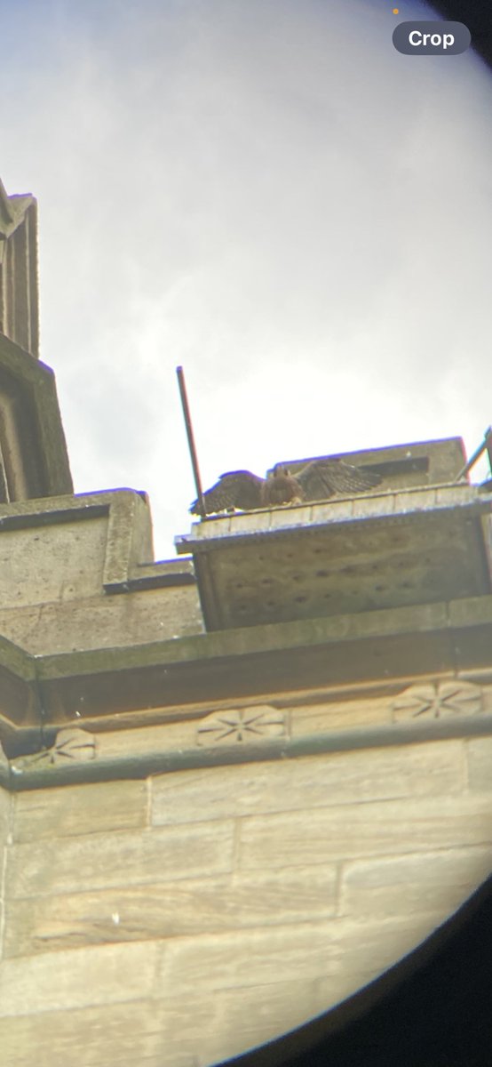 beachlifeinhell's tweet photo. @SheffPeregrines getting brave as mum and dad noisily fly back https://t.co/dWYkPp2obj