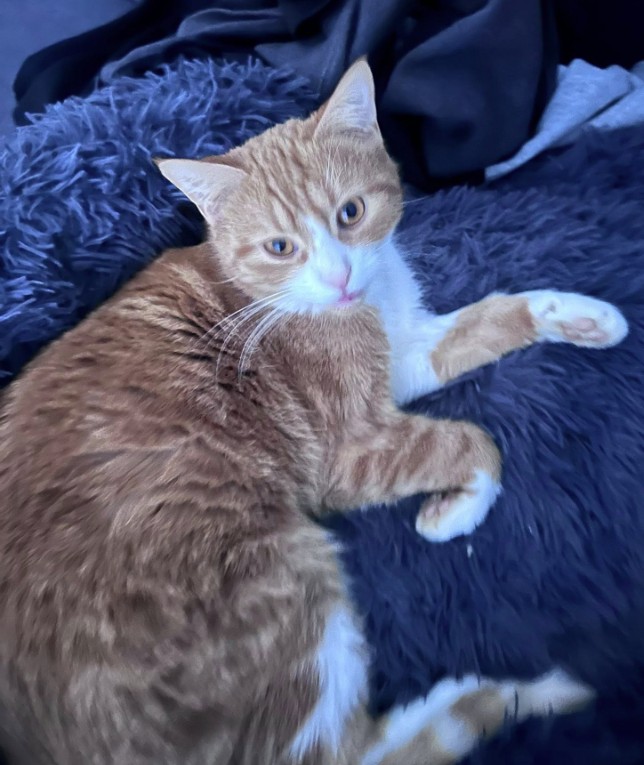 MissingTarn81's tweet photo. 02.06.26 Perdue chatte roux/blanc à Lagrave (chemin de Bonnefil). Pucée. Tél : 07 88 08 88 90 ou contact https://t.co/BtD980mlFM #Tarn #chat https://t.co/cWtAKV9lQb