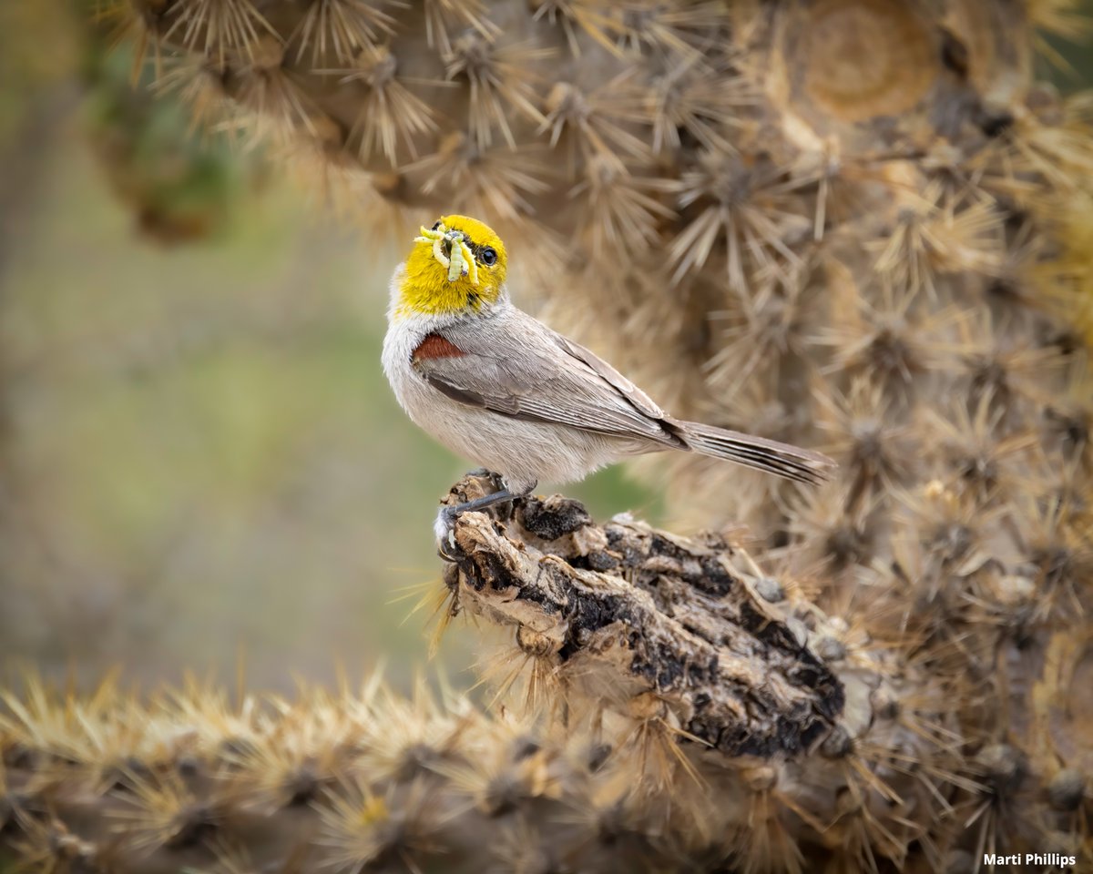 NWF's tweet photo. Perhaps a salad? Perhaps not! 🐣🪱

Marti Phillips mentioned, "I was on a walk in a local Tucson park when I saw two verdins feeding their chicks."

🏆 Grand Prize Runner Up
📸 Marti Phillips

See the 2025 Garden for Wildlife Photo Contest Winners 📲: https://t.co/dhxhKTs1DY https://t.co/lnZ3pyhBSz