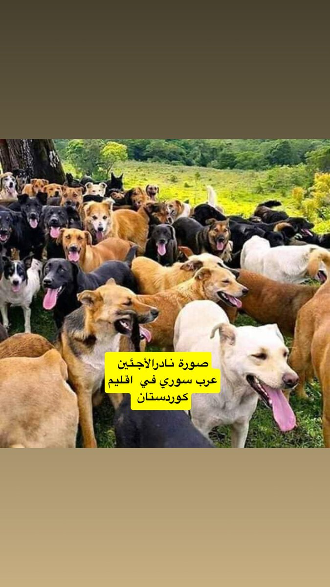 dlbên_1 tweet media