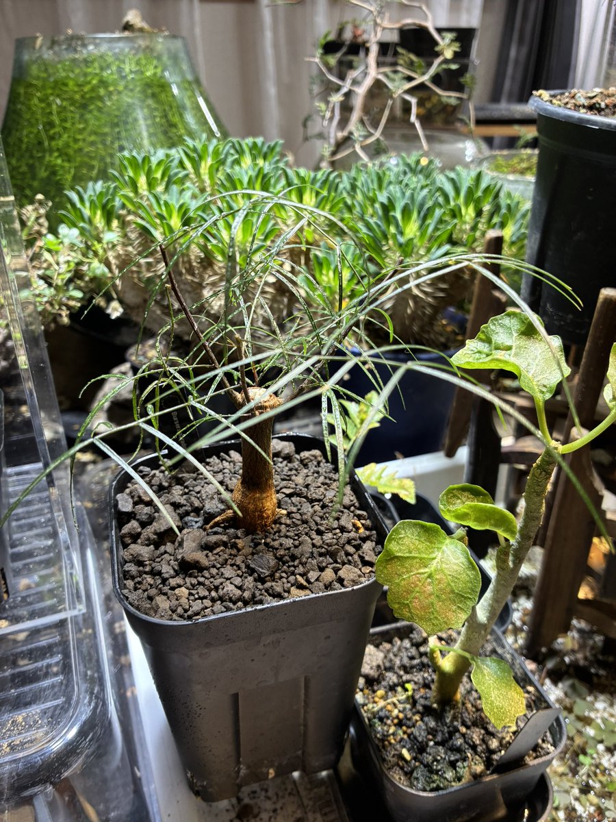 SMALLEST0722's tweet photo. 本日の戦利品🌿

・ボスウェリア ネグレクタ
・ブルセラ パラドクサ

どちらも個性的な樹形と荒々しい肌がたまらない　同じ灌木でも雰囲気は対照的で見ていて飽きない

これからの成長が楽しみです✨

#コーデックス #塊根植物 #灌木 #ボスウェリアネグレクタ #ブルセラパラドクサ #植物好き https://t.co/w6gzSxtSWc