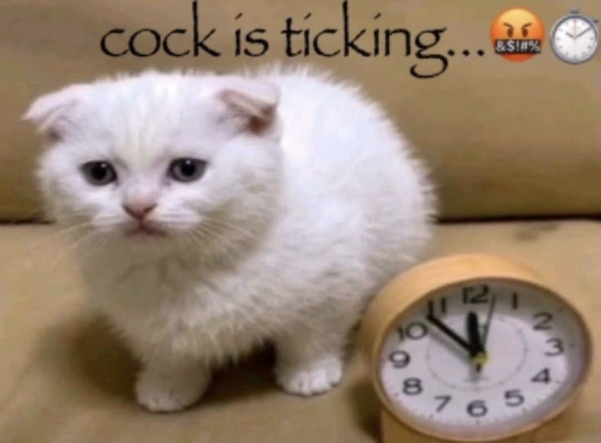literallymecats's tweet photo. https://t.co/DtboHamNNK