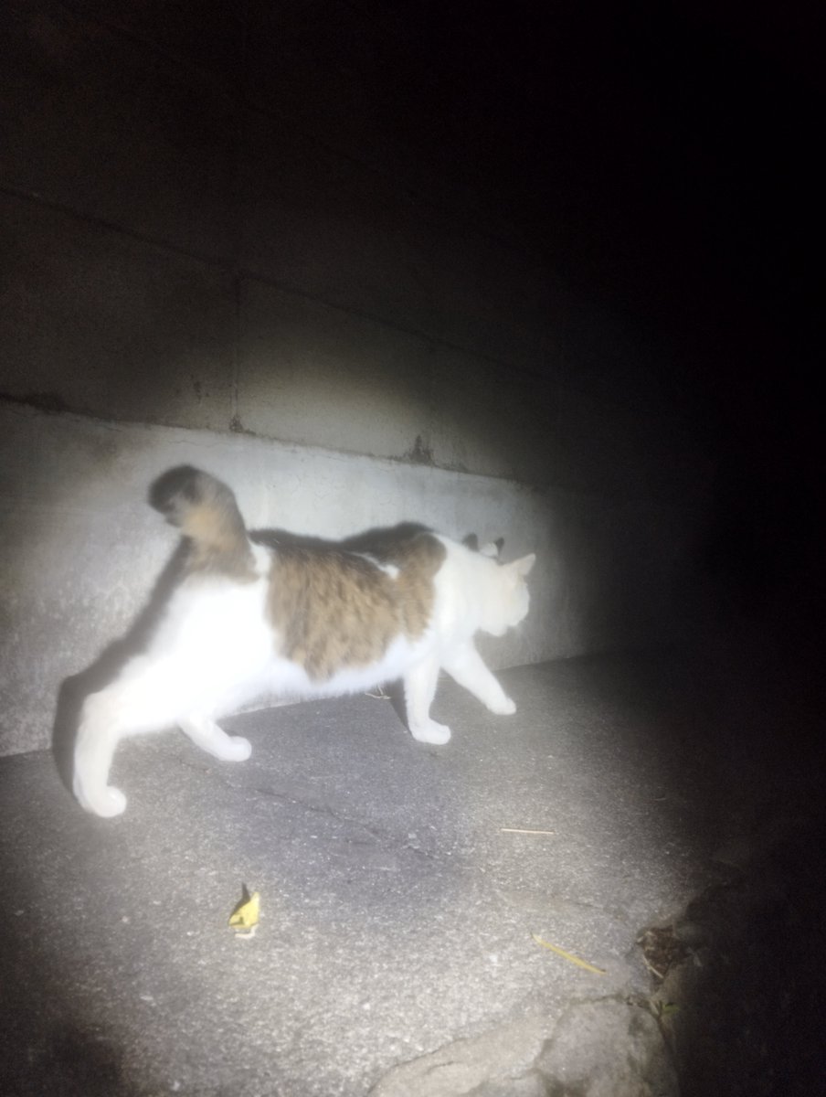 のらねこ珈琲 (@noranekocoffe) on X