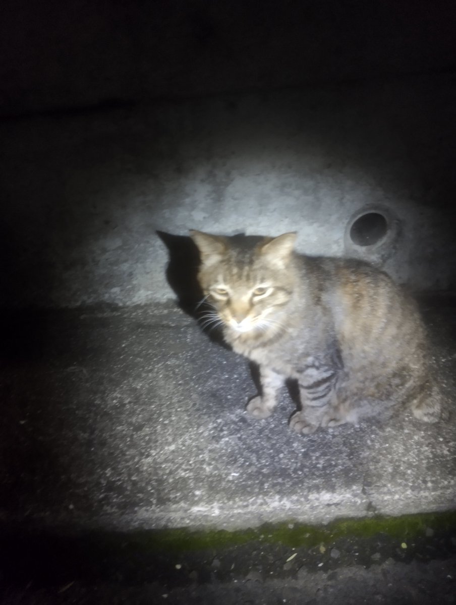 のらねこ珈琲 (@noranekocoffe) on X
