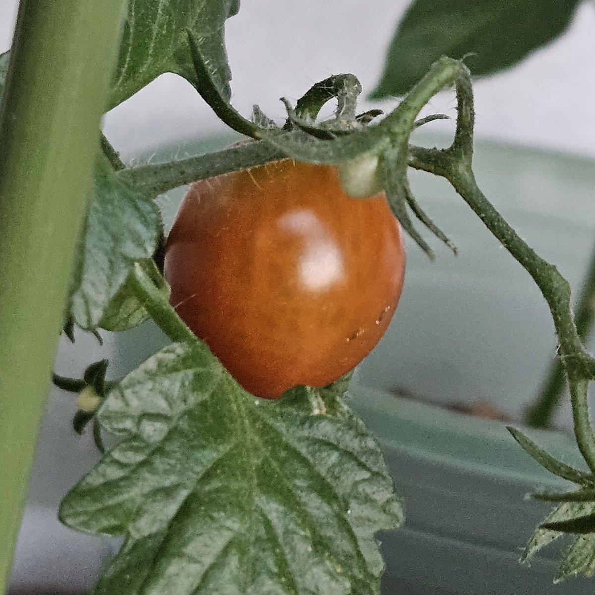 Drexm_pluto's tweet photo. 🍅🍅🍅 https://t.co/FJSl7wwVBu