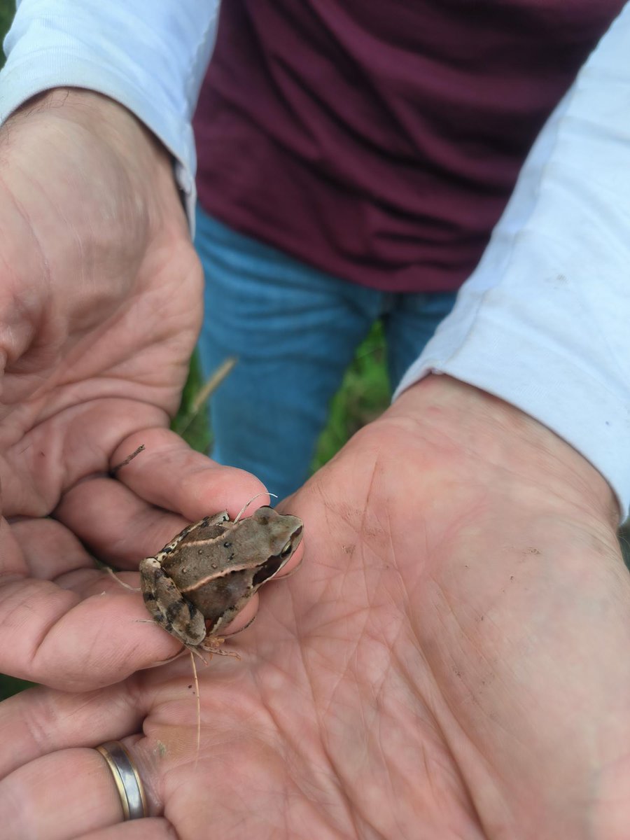 Oide_Creativity's tweet photo. Taking a walk on the wild side, participants get hands-on with wildlife habitats @wildacres_ie 
@oide_Ireland https://t.co/21m4YU72Su