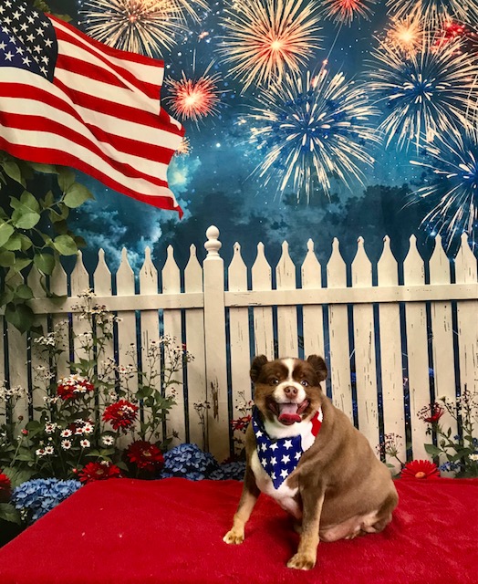StyleNPups's tweet photo. Style N Pups of Jensen Beach, Your Top choice for Dog Grooming! #stylenpups #veteranownedbusiness #DogsofTwittter #DogsOnTwitter #jensenbeach #treasurecoast #Dog #TREASURECOAST #dogs #jensenbeach #martincounty #dogsarelove #dogsonx #PuppyLove #PuppyLovers https://t.co/aJK7hoxRv2
