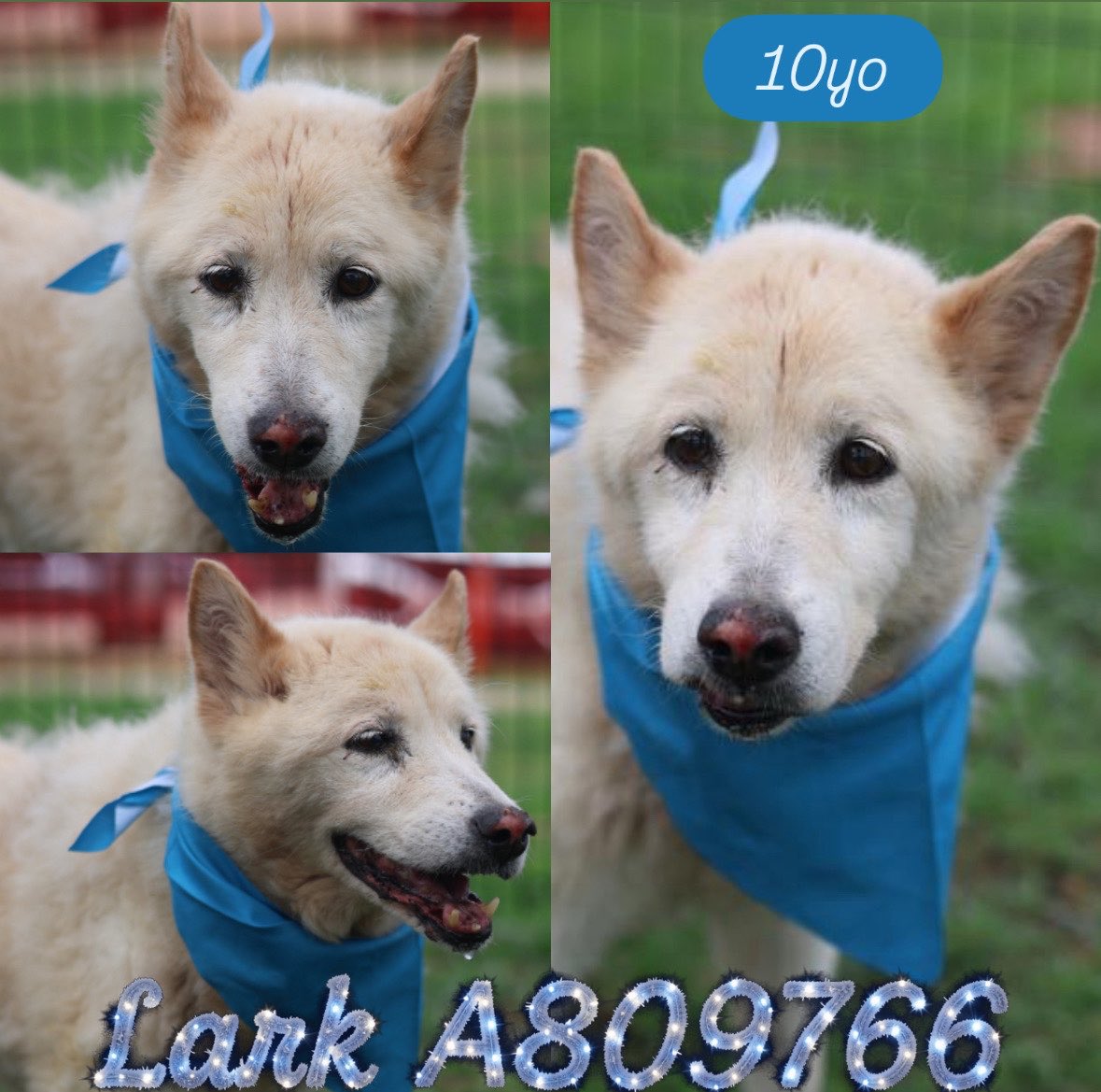 _taysmyoxygen1d's tweet photo. 🆘 OLDER #HUSKY DOG TO BE KILLED TODAY 6.2 BY #SANANTONIO ACS #TEXAS‼️

LARK #A809766 10yo 
💘Social, friendly, sweet

🚨missing some dentition esp incisors w severe tartar 

To #AdoptDontShop 📧 acsadoptions@sanantonio.gov 
To #foster 📧
acsrescue-foster@sanantonio.gov 

#PLEDGE https://t.co/KxEuNLODSR