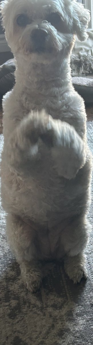 Deedee21991333's tweet photo. Just Ruby May being Ruby May. Lol #RubyMay https://t.co/LOgIIXK5OZ