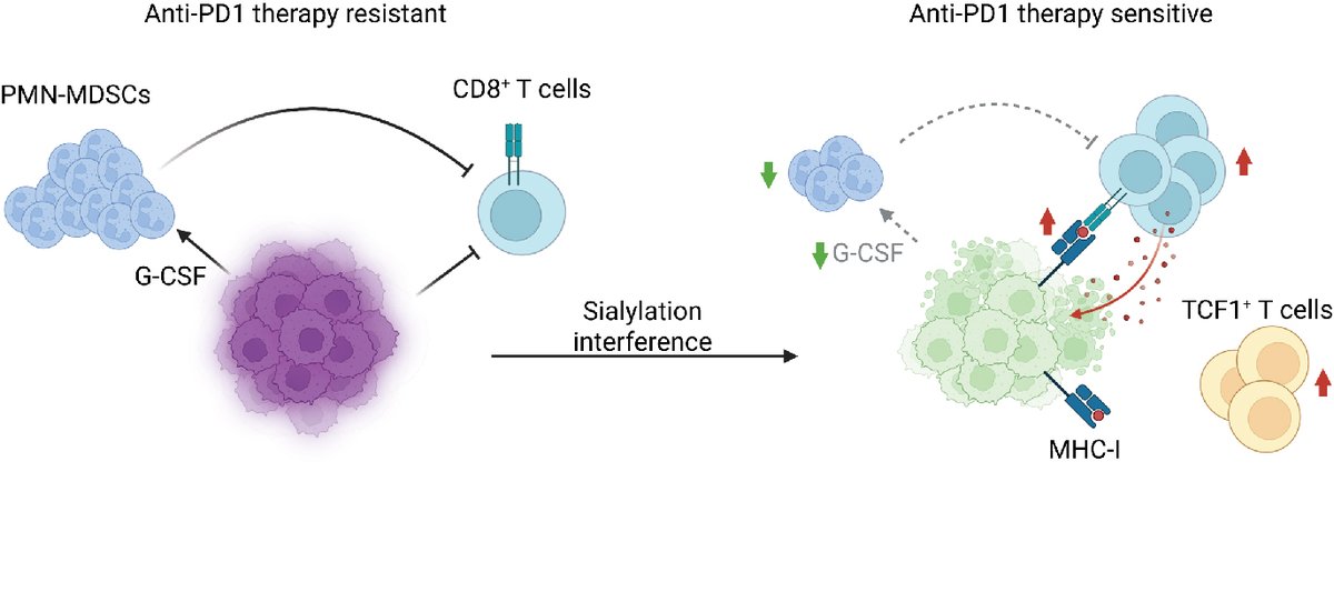 SMereiter's tweet photo. Overall, removing sialylation from mammary epithelium was well tolerated, yet it rendered breast cancer cells vulnerable to immunotherapy.

A compelling therapeutic window and a strong rationale for targeting tumor hypersialylation in breast cancer. https://t.co/7OQagaRZ3h