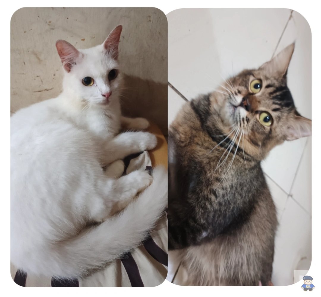 UGM_FESS's tweet photo. hi yujiem aku Open adopt kucing FREE (gratis) 🐾 yang putih (betina) usia 1thn🤍 yang hitam (jantan) usia 8bln🖤 Sehat, no kutu, manja, aktif &amp; penurut 
FREE ANTAR keseluruh jogja🚗

yang minat bisa komen yah, nanti sender dm https://t.co/HA1CmyAEls
