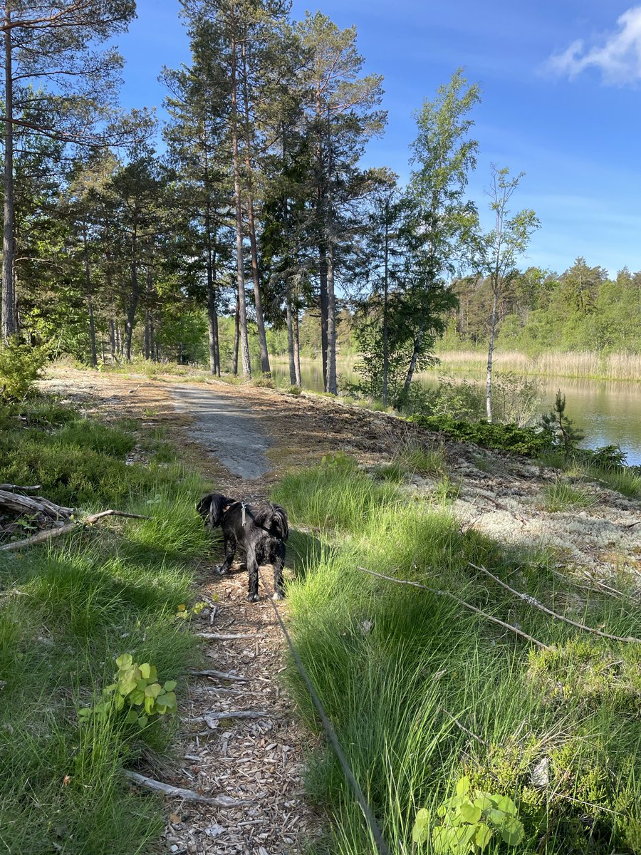 kpkrille's tweet photo. Out walking https://t.co/zELy14f6Yf
