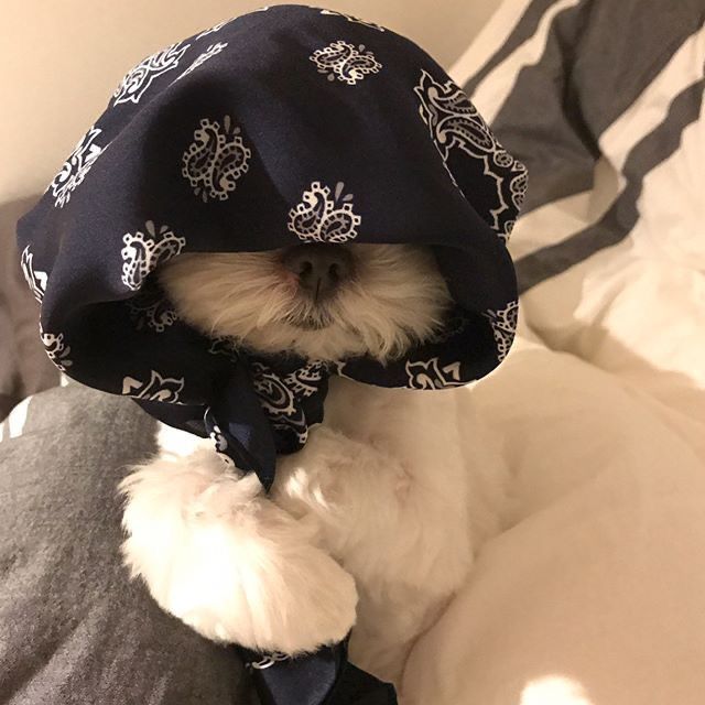 쇼뭉이🐶 tweet media
