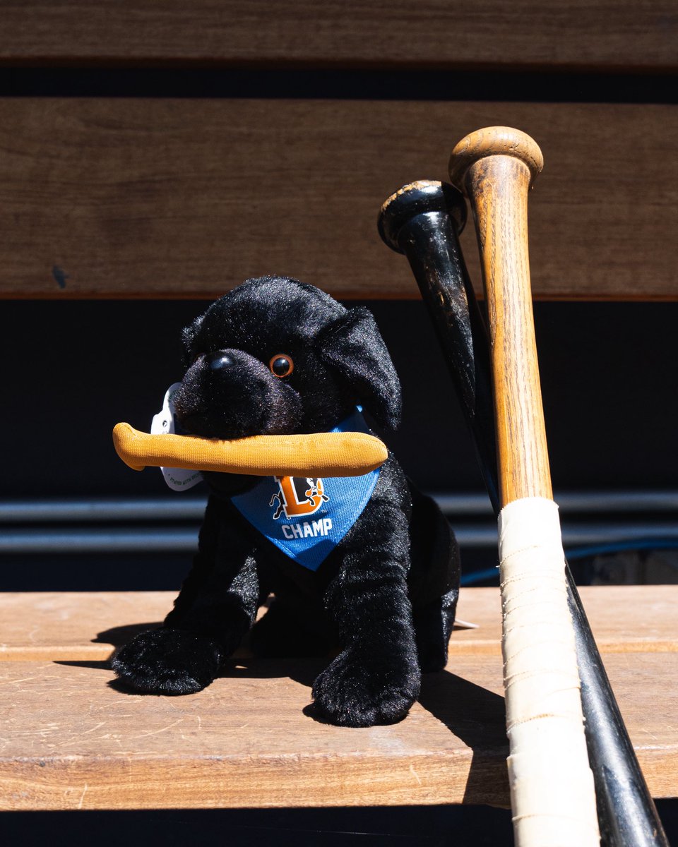 DurhamBulls's tweet photo. Have you ever wanted to take @ChampRetriever home with you? We know we have…

Now you can ❕❕ Champ plushies are HERE! Adopt your very own Champ in-store and online 🥰 https://t.co/ETrsC9r78Q