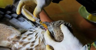 ProjectWILD's tweet photo. Who's doing good things for birds in your community? In the #FlyingWILD activity "Bird Heroes," students identify, research, and write about local people who have contributed to the conservation and health of their community's birds and bird habitats. https://t.co/muUl2XRZiO