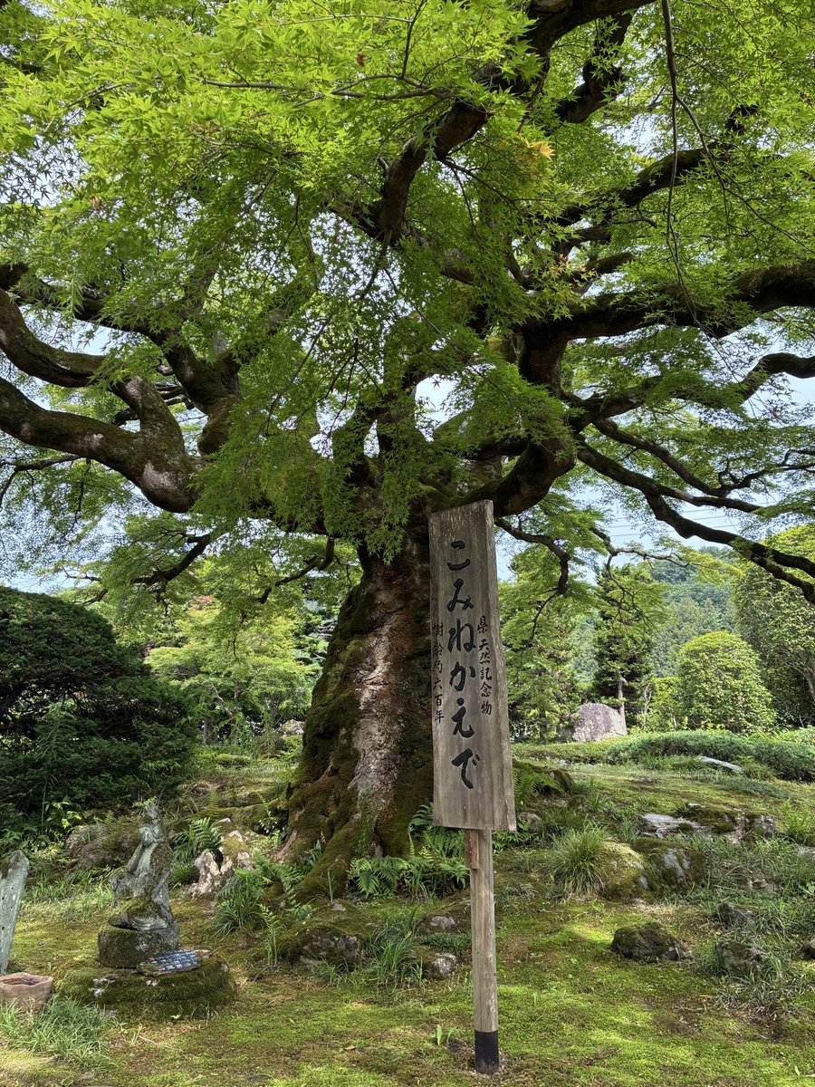 fx_Rosicky's tweet photo. 秩父札所三十四観音霊場
八番札所 西善寺。

山号は「清泰山」、宗派は臨済宗南禅寺派。
本尊は十一面観世音菩薩です。

境内には樹齢約600年といわれる「コミネカエデ」があり、西善寺を代表する存在となっています。

#秩父札所三十四観音霊場 #秩父巡礼 #午歳総開帳 #巡礼 https://t.co/t4efzRHRnt