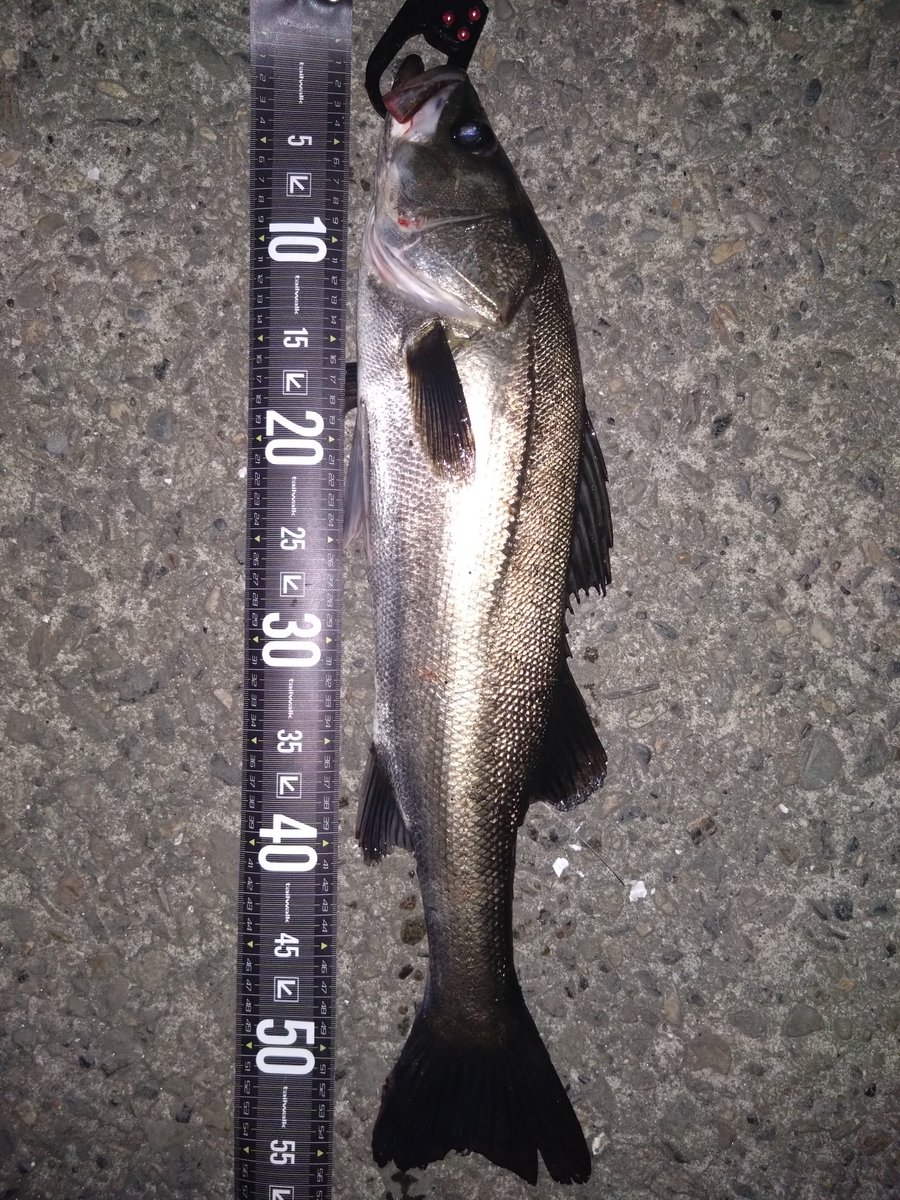 teranishi6's tweet photo. 先週の土曜日のナイトシーバス🐟
あまりベイトいない感じでしたがなんとか3キャッチ
バラシが多かった😓
＃p-ce60
＃K2無限 https://t.co/xKlNA6rU0l
