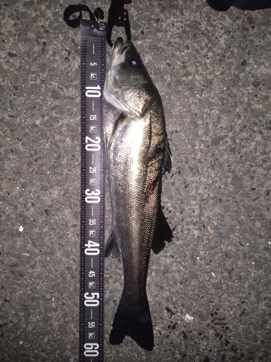 teranishi6's tweet photo. 先週の土曜日のナイトシーバス🐟
あまりベイトいない感じでしたがなんとか3キャッチ
バラシが多かった😓
＃p-ce60
＃K2無限 https://t.co/xKlNA6rU0l