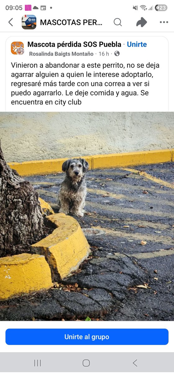 Andie_adg's tweet photo. @IBAGobPue Perrito abandonado y con miedo en el estacionamiento del city club Puebla (2 jun, 9am), al parecer esta desde ayer en el lugar. En Facebook reportan que fue abandonado https://t.co/jgVUkL31FL