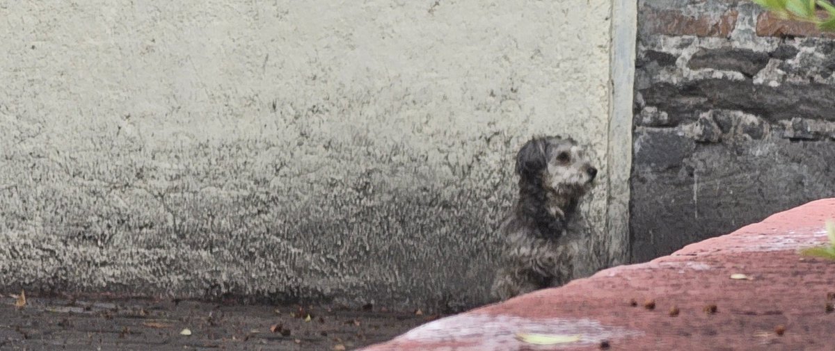 Andie_adg's tweet photo. @IBAGobPue Perrito abandonado y con miedo en el estacionamiento del city club Puebla (2 jun, 9am), al parecer esta desde ayer en el lugar. En Facebook reportan que fue abandonado https://t.co/jgVUkL31FL