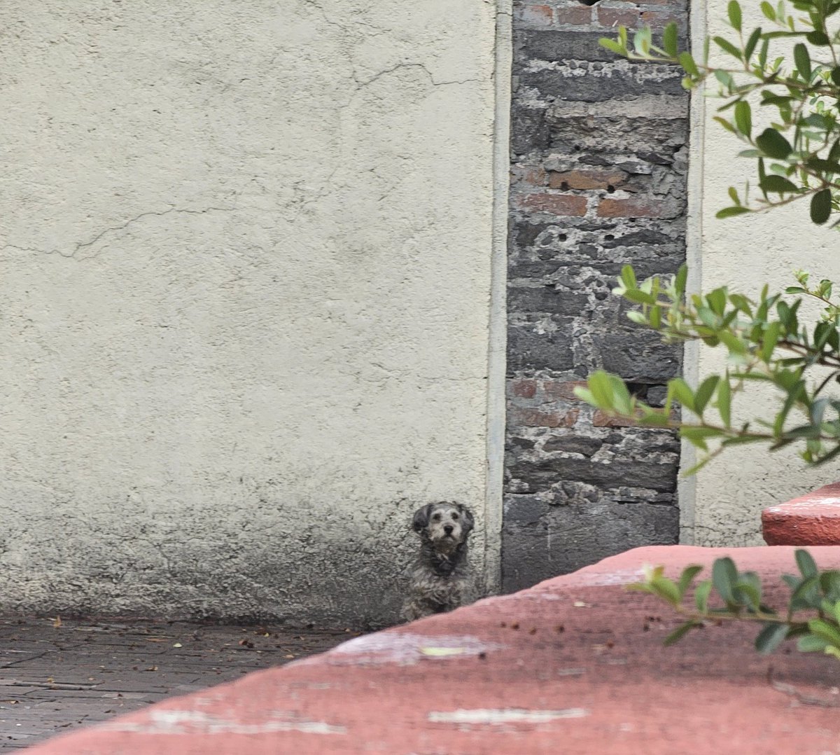 Andie_adg's tweet photo. @IBAGobPue Perrito abandonado y con miedo en el estacionamiento del city club Puebla (2 jun, 9am), al parecer esta desde ayer en el lugar. En Facebook reportan que fue abandonado https://t.co/jgVUkL31FL