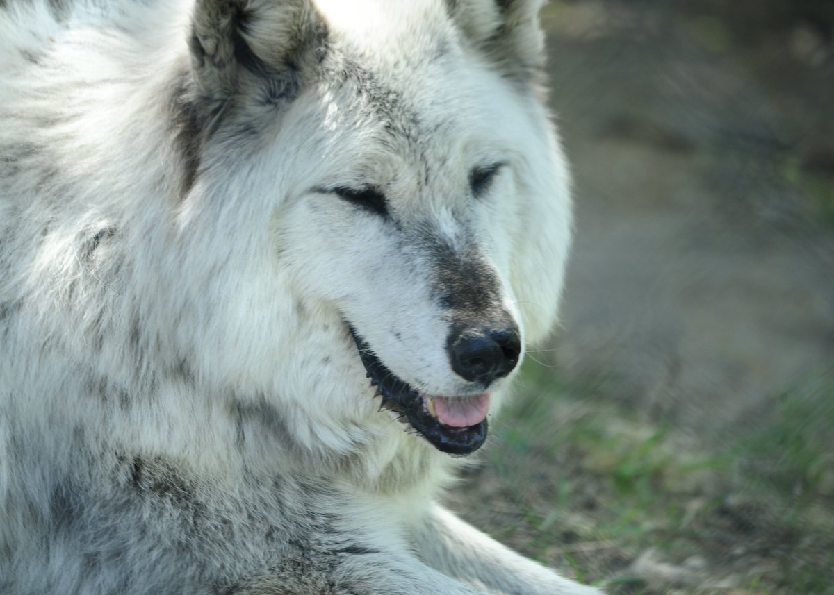 cliche_mist's tweet photo. Chinook @assiniboinezoo #TongueOutTuesday #GreyWolf https://t.co/yjcyRthDAz