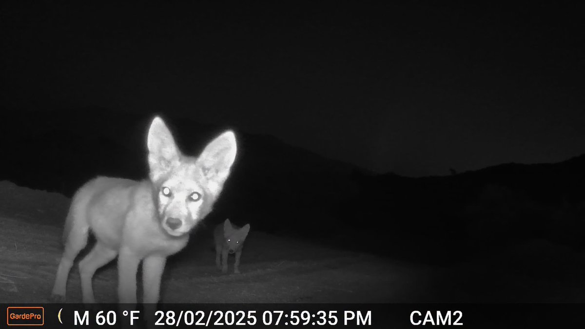 Trail_Cams's tweet photo. https://t.co/hlN0eSlsA3