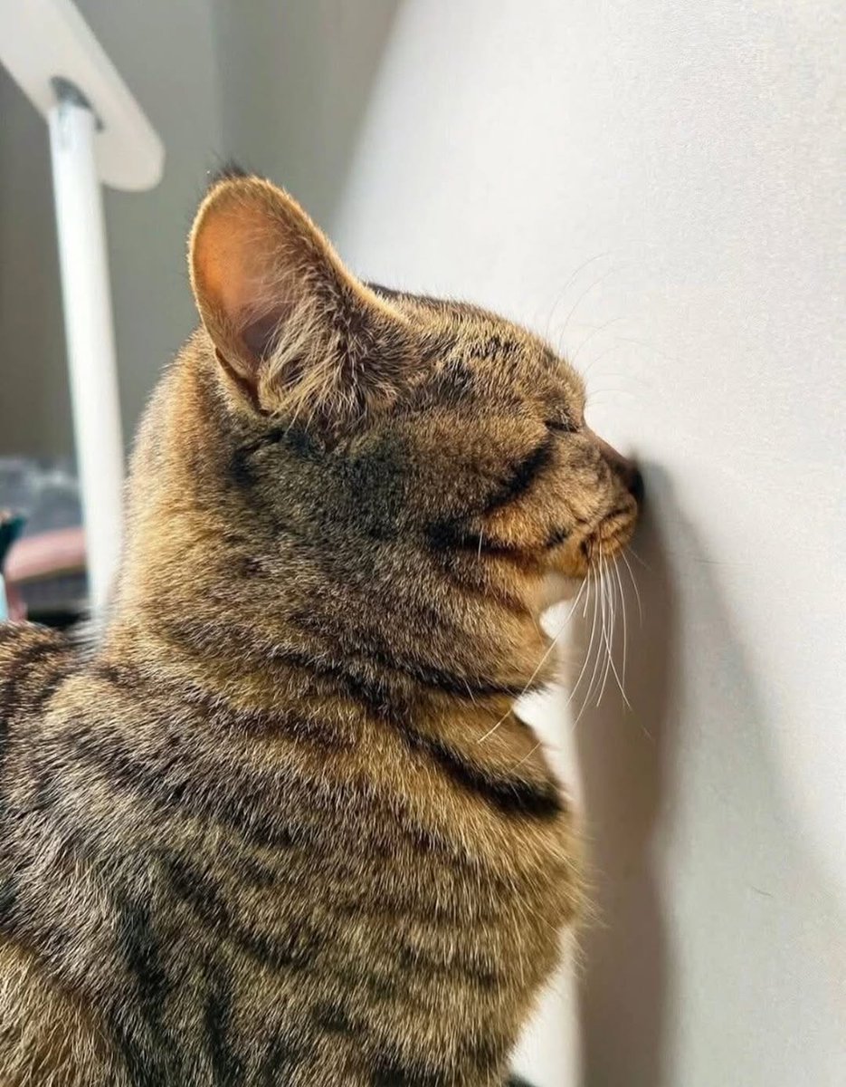 NoCatsNoLife_m's tweet photo. 🐱 : I only wanted to help him study… but I got scolded. https://t.co/6Znzw2nJ2V