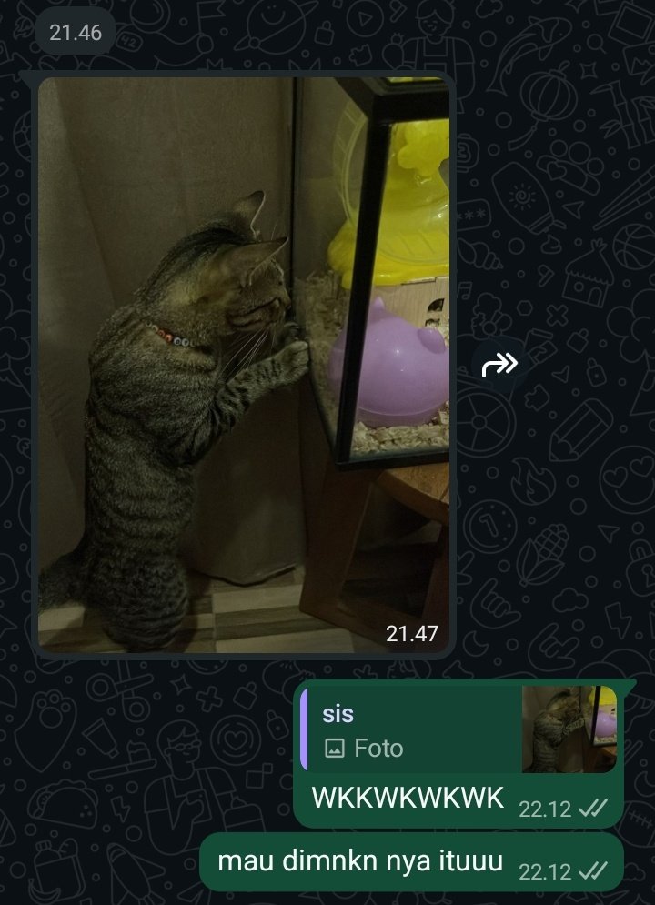 https_chira's tweet photo. kk aing baru beli hamster, si moli mantau terus hamsters nya dr kmrn. wkkkwkwkw kocakkk bgt https://t.co/Qm2S53MgZ2