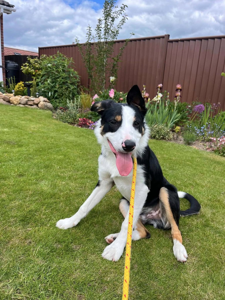 rescuedoggypaws's tweet photo. Meet Louie, a handsome boy of around 7 months old currently in #Lincolnshire
Louie is incredibly affectionate and loves cuddles
Home check &amp; adoption fee apply (£395)
To apply for Louie, please complete the application form below
https://t.co/F81umr52iY
#TongueOutTuesday #Hornsea https://t.co/hPzm37g4xp