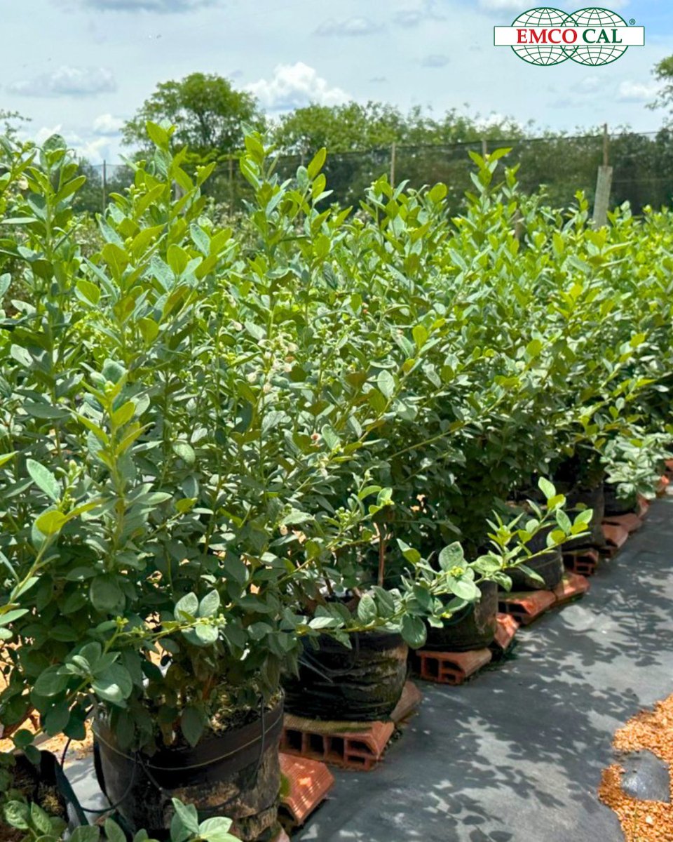 Emco_cal's tweet photo. 🔴 Como EMCO CAL, queremos compartilhar com vocês um novo registro do mirtilo #Cupla cultivado na Região do Vale do São Francisco, no estado de Pernambuco, #Brasil 🫐... https://t.co/DZ44saQUCD