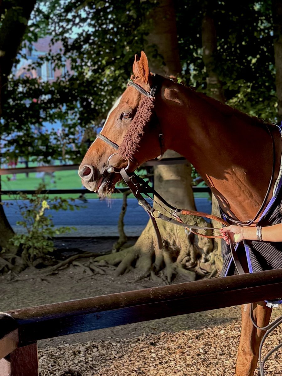 KatieMidwinter's tweet photo. Happy retirement to Dutch Decoy 💜 https://t.co/LOdD6CG24y